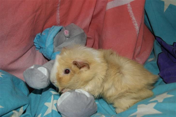 Marsvin Willow billede 10