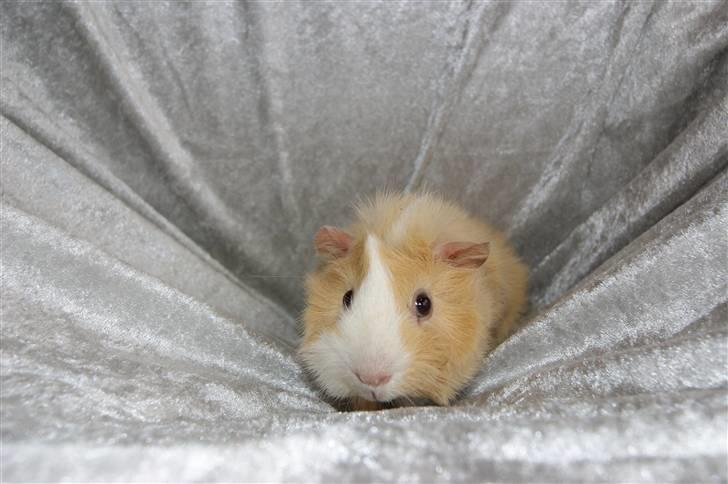 Marsvin Willow billede 11