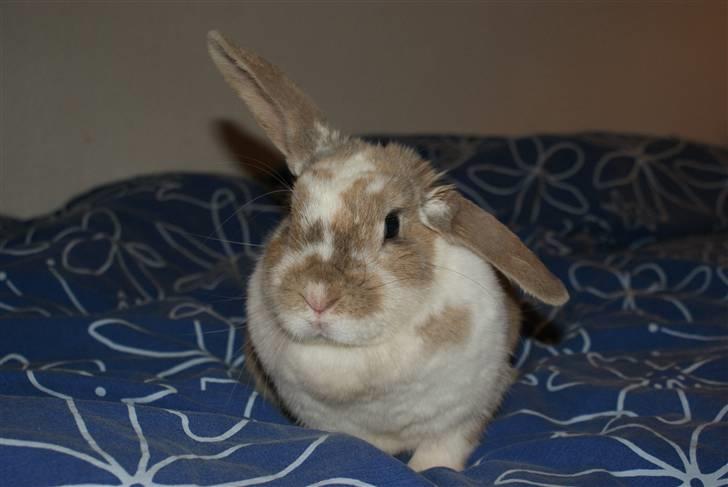 Kanin | † Ziggy's Liv R.I.P. - Tager lige en slapper i Frejas seng. billede 17