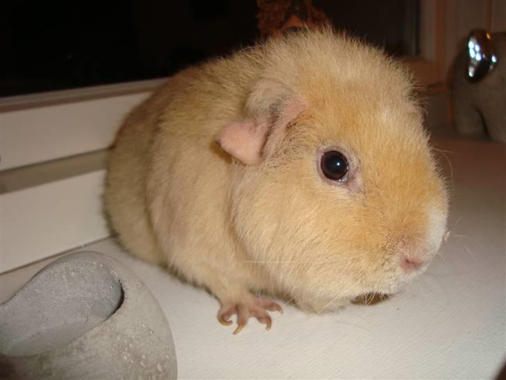 Marsvin Silvanis Juni billede 1