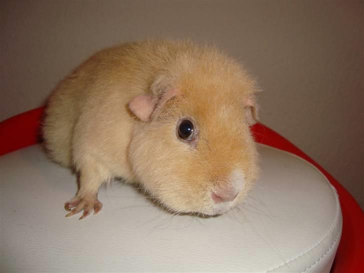 Marsvin Silvanis Juni billede 2