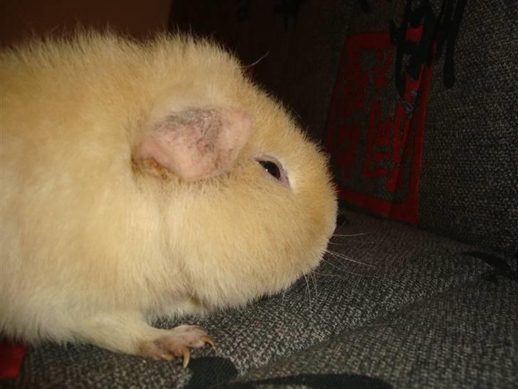 Marsvin Silvanis Juni billede 3