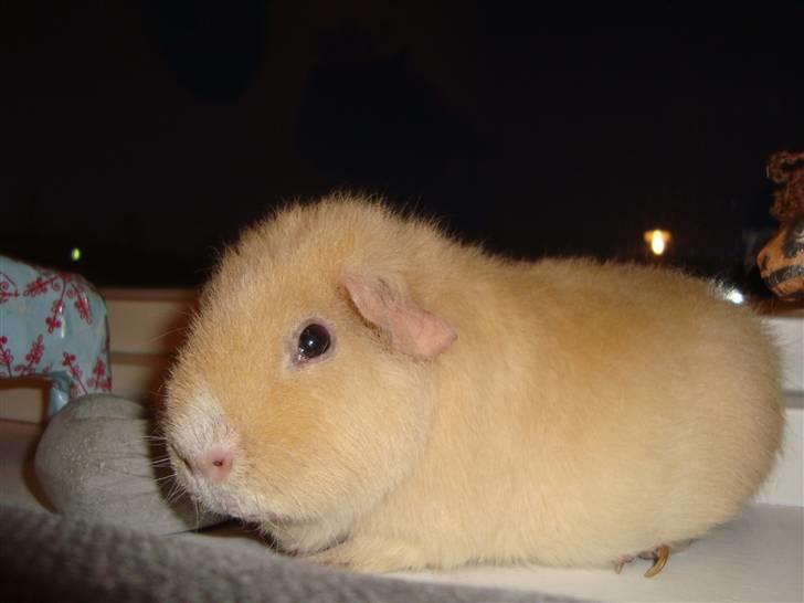 Marsvin Silvanis Juni billede 4