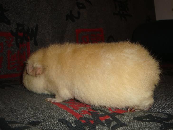 Marsvin Silvanis Juni billede 5