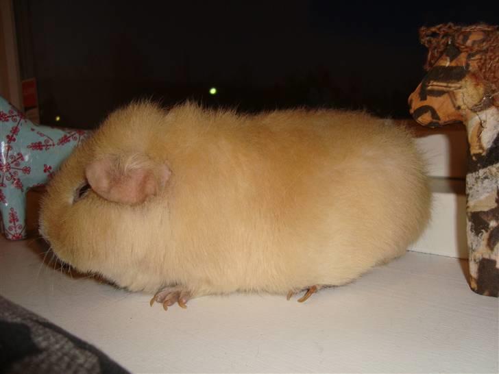 Marsvin Silvanis Juni billede 6