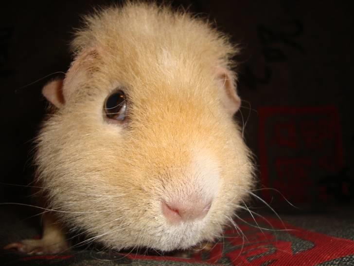 Marsvin Silvanis Juni billede 7