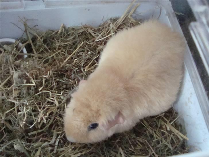 Marsvin Silvanis Juni billede 8