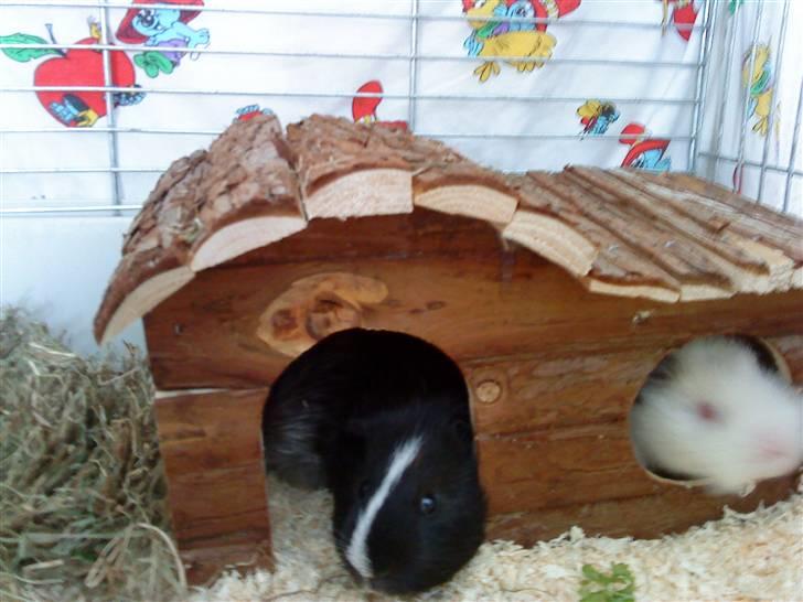 Marsvin mulle billede 1