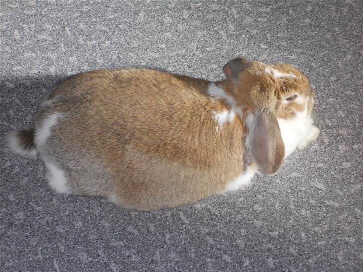 Kanin Pjuske<3 - Fordi du kan li´ sol! <3 billede 10