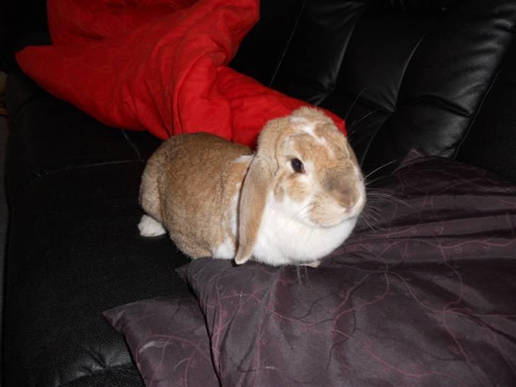 Kanin Pjuske<3 - Fordi du er den bedste! <3 billede 11