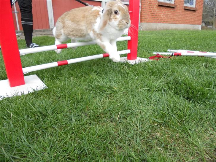 Kanin Pjuske<3 - Fordi sammen kan vi ALT! <3 billede 17