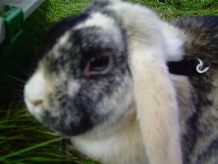 Kanin schnuffi billede 1