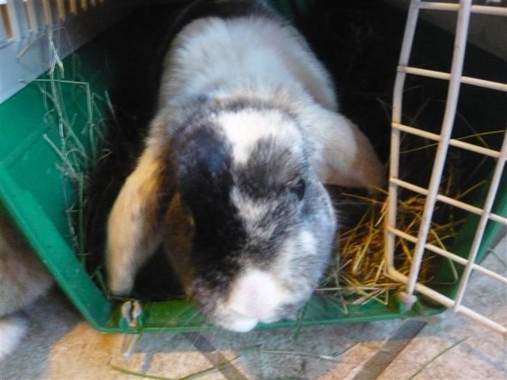 Kanin schnuffi billede 2