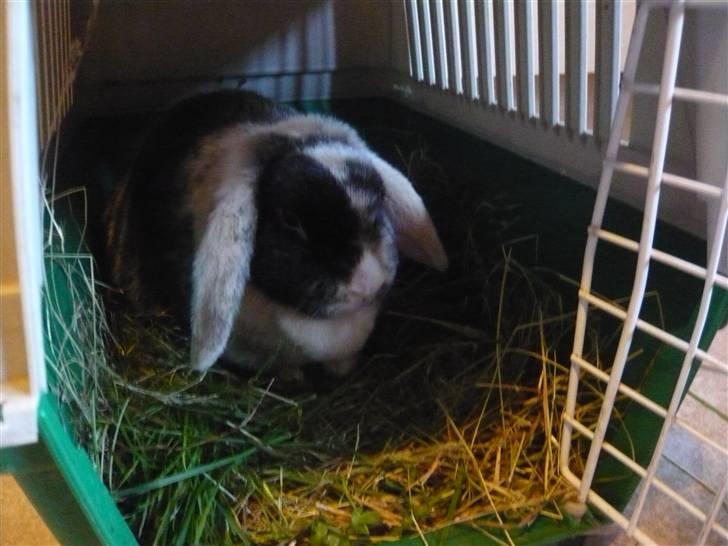 Kanin schnuffi billede 3