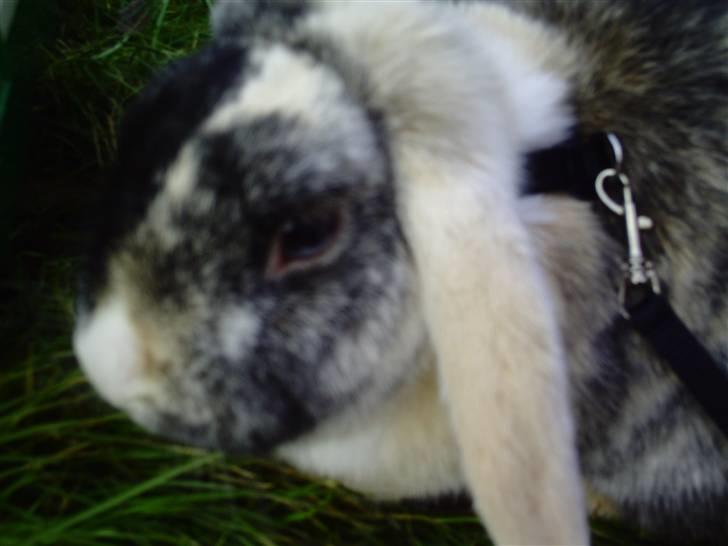 Kanin schnuffi billede 4