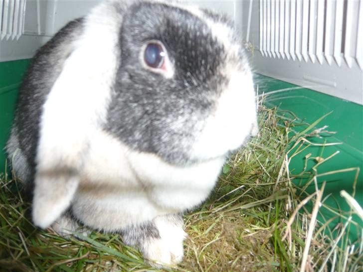 Kanin schnuffi billede 5