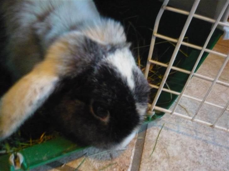 Kanin schnuffi billede 6