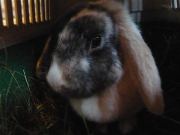 Kanin schnuffi billede 7