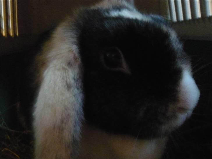 Kanin schnuffi billede 8