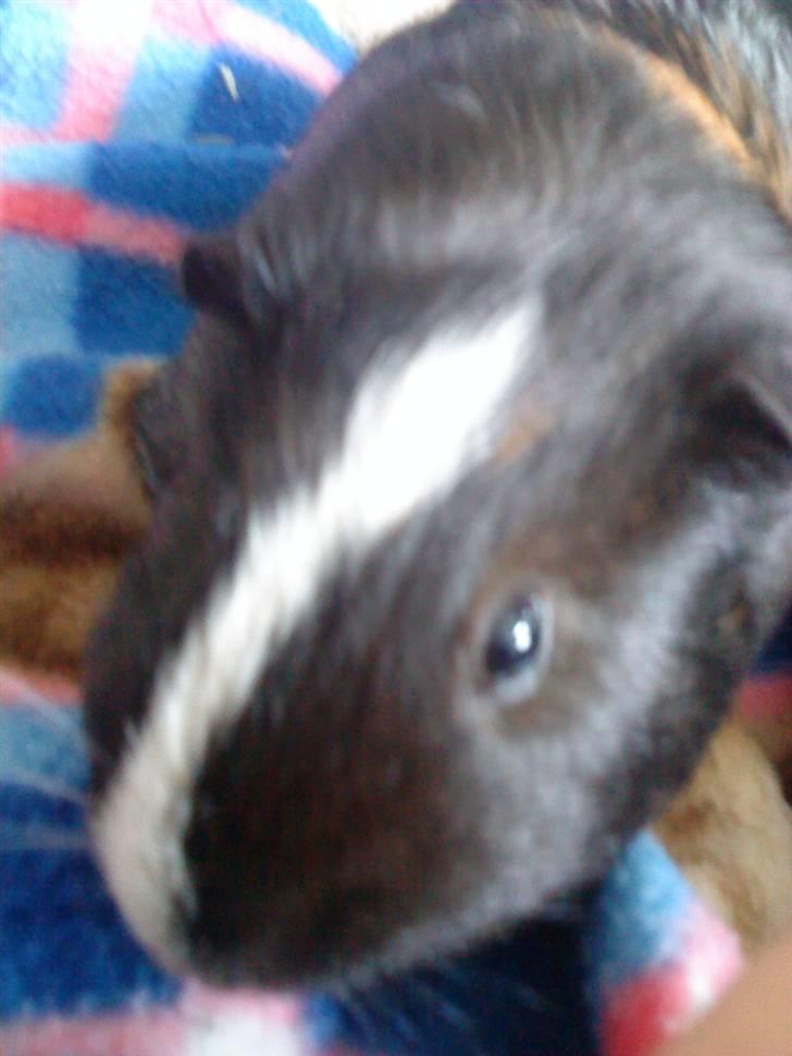 Marsvin mulle billede 2