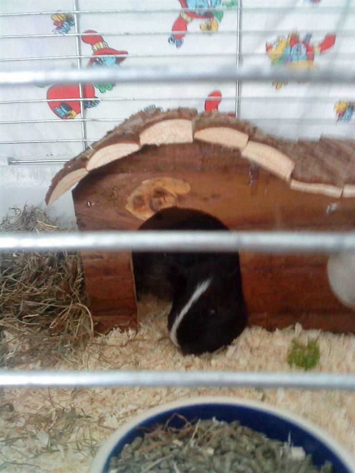 Marsvin mulle billede 3