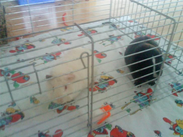 Marsvin mulle billede 4