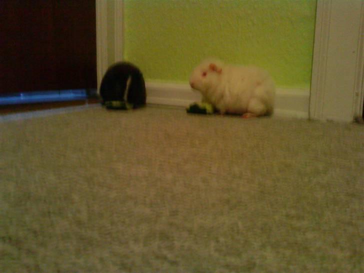 Marsvin mulle billede 5