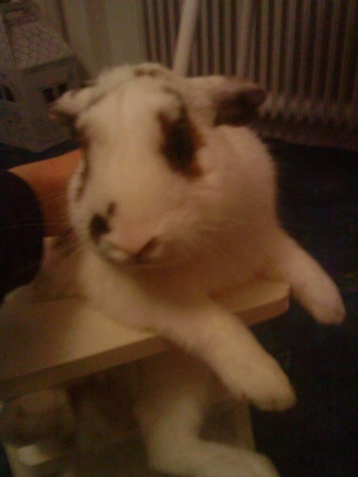 Kanin R.I.P jolly jumper billede 2