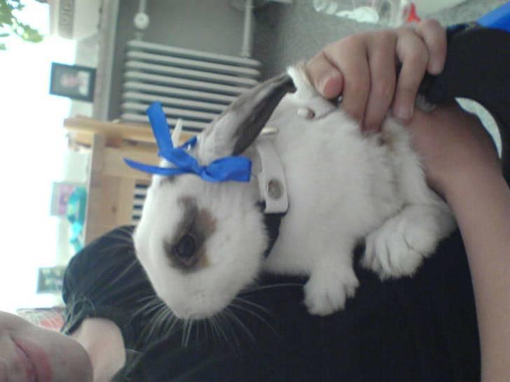 Kanin R.I.P jolly jumper billede 3