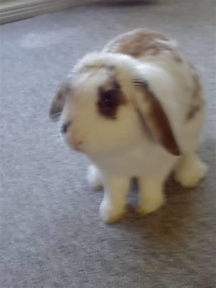 Kanin R.I.P jolly jumper billede 5