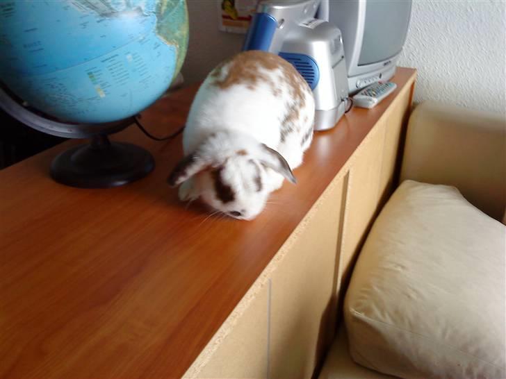 Kanin R.I.P jolly jumper billede 6