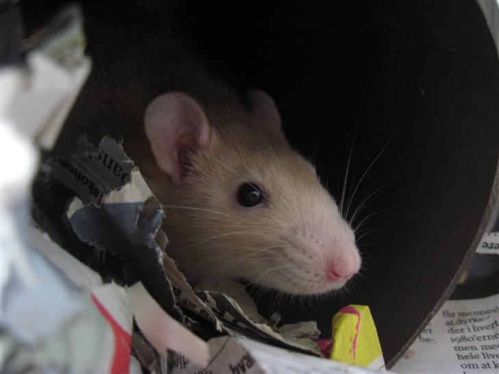 Tamrotte Sesam - <33 billede 14