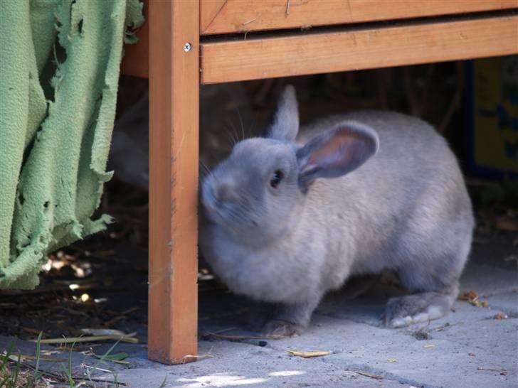 Kanin bruno billede 1
