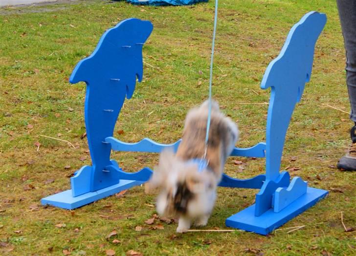 Kanin Jordbærgårdens Banzai - hehe, det er ret dårligt :P billede 8