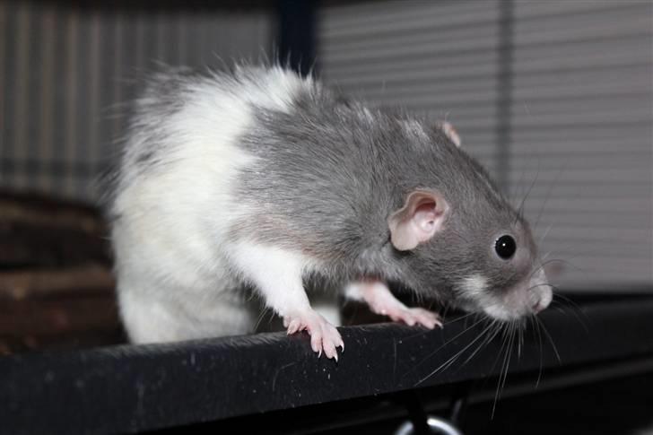 Tamrotte Snowie billede 8