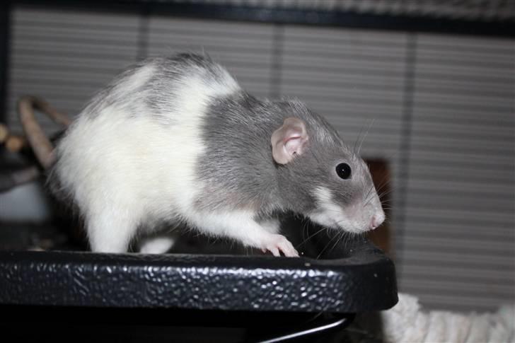 Tamrotte Snowie billede 9