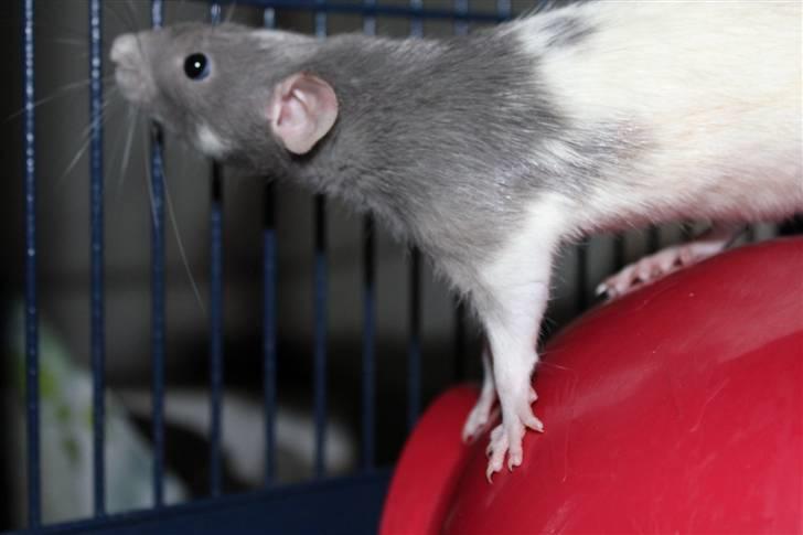 Tamrotte Snowie billede 10