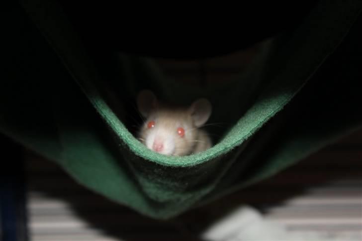 Tamrotte Artesia's Rikku billede 7