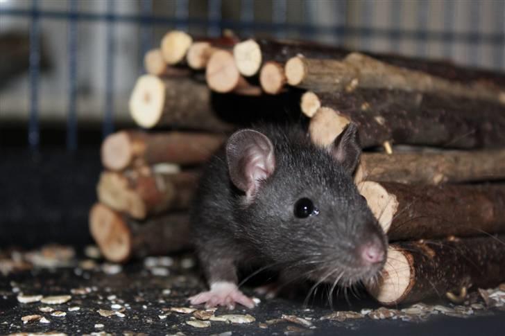 Tamrotte Artesia's Vanille billede 2