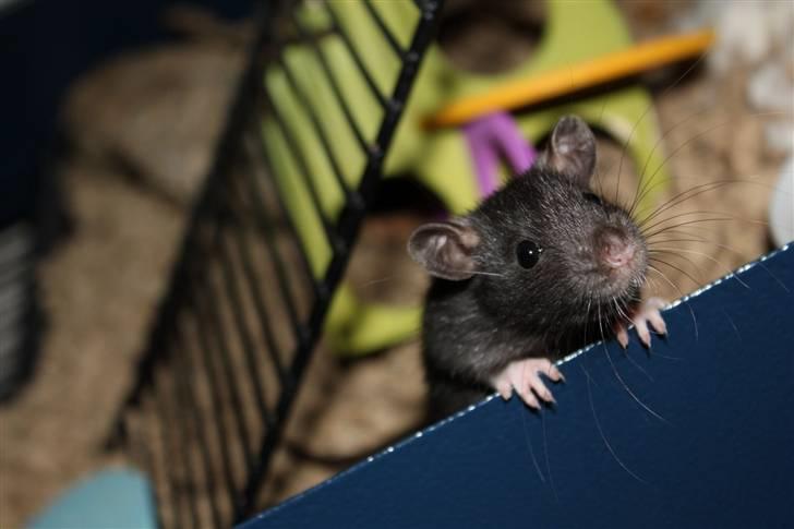 Tamrotte Artesia's Vanille billede 3