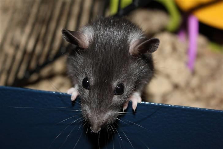 Tamrotte Artesia's Vanille billede 4