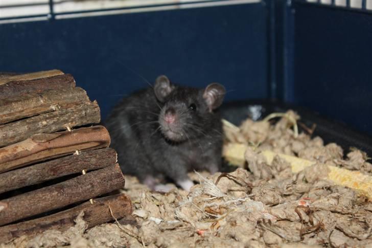 Tamrotte Artesia's Vanille billede 5