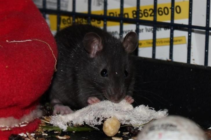 Tamrotte Artesia's Vanille billede 6