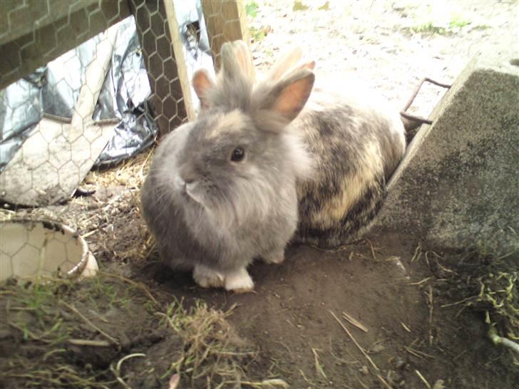 Kanin kahlua EFTERLYSES BORTLØBET!! - en smuk kahlua  billede 7