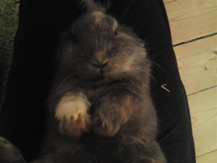 Kanin kahlua EFTERLYSES BORTLØBET!! - han kan ligge sådan i over en time og han NYDER det billede 19