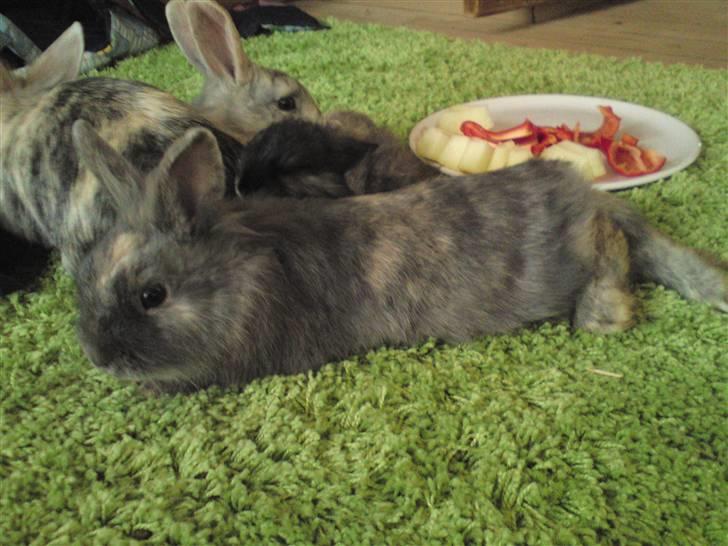 Kanin kahlua EFTERLYSES BORTLØBET!! - luhsen flader lige lidt ud  billede 20