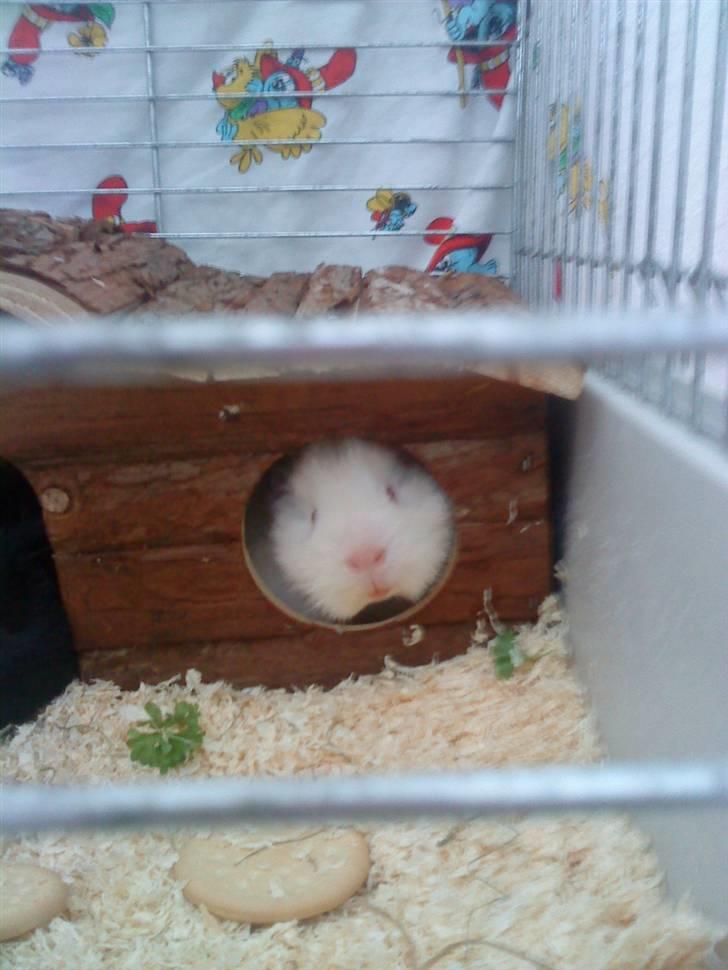 Marsvin pjuske billede 1