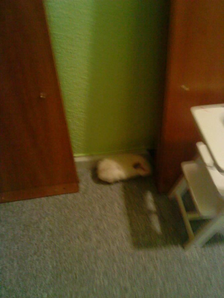 Marsvin pjuske billede 2