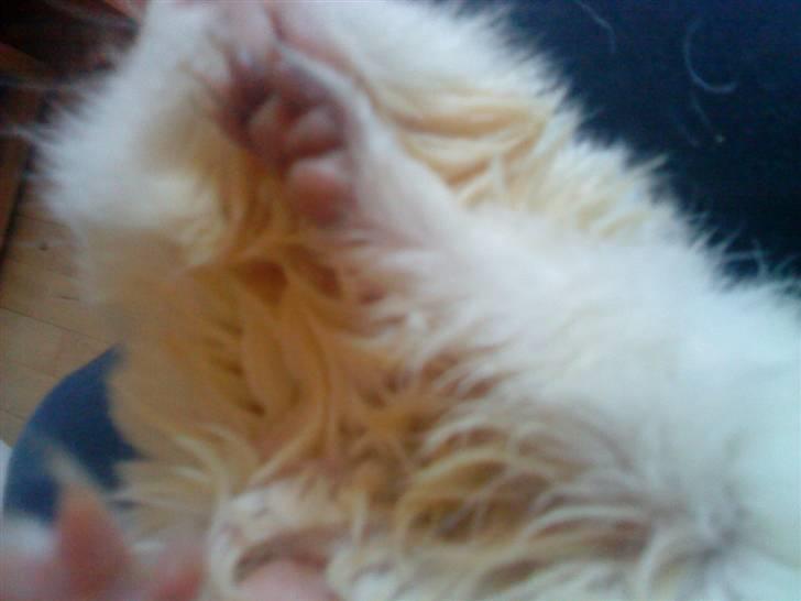 Marsvin pjuske billede 4