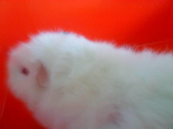 Marsvin pjuske billede 5